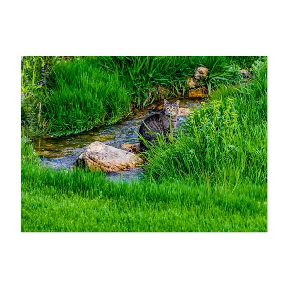 Cat Enjoying a Beautiful Stream on a Spring Day - Seven Valleys Pennsylvania Photography Cat Wildlife Nature Animal Scenic Garden Water Unframed Wall Art Print 20 x 28 inches