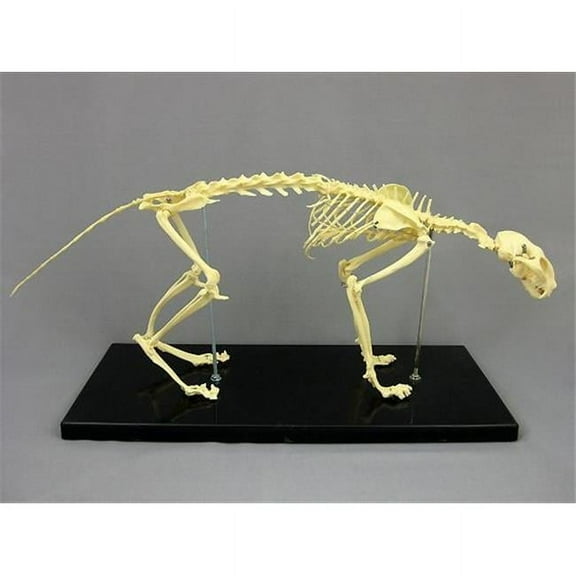 Cat Feline Skeleton