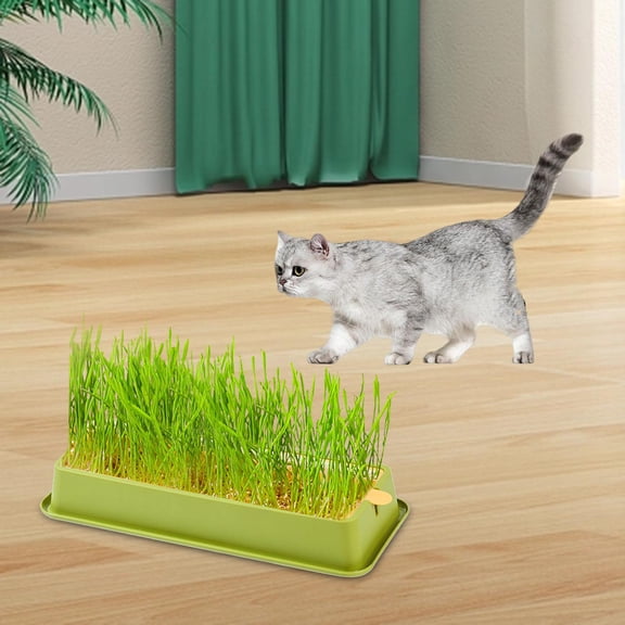 Cat Grass Box Seed Sprouter Tray for Microgreens Office Seedling Planting