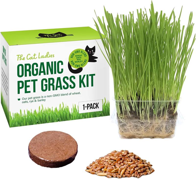 Curated visual reference: Fresh Look at Cat Grass Growing Kit Organic Seed Soil And Bpa Free