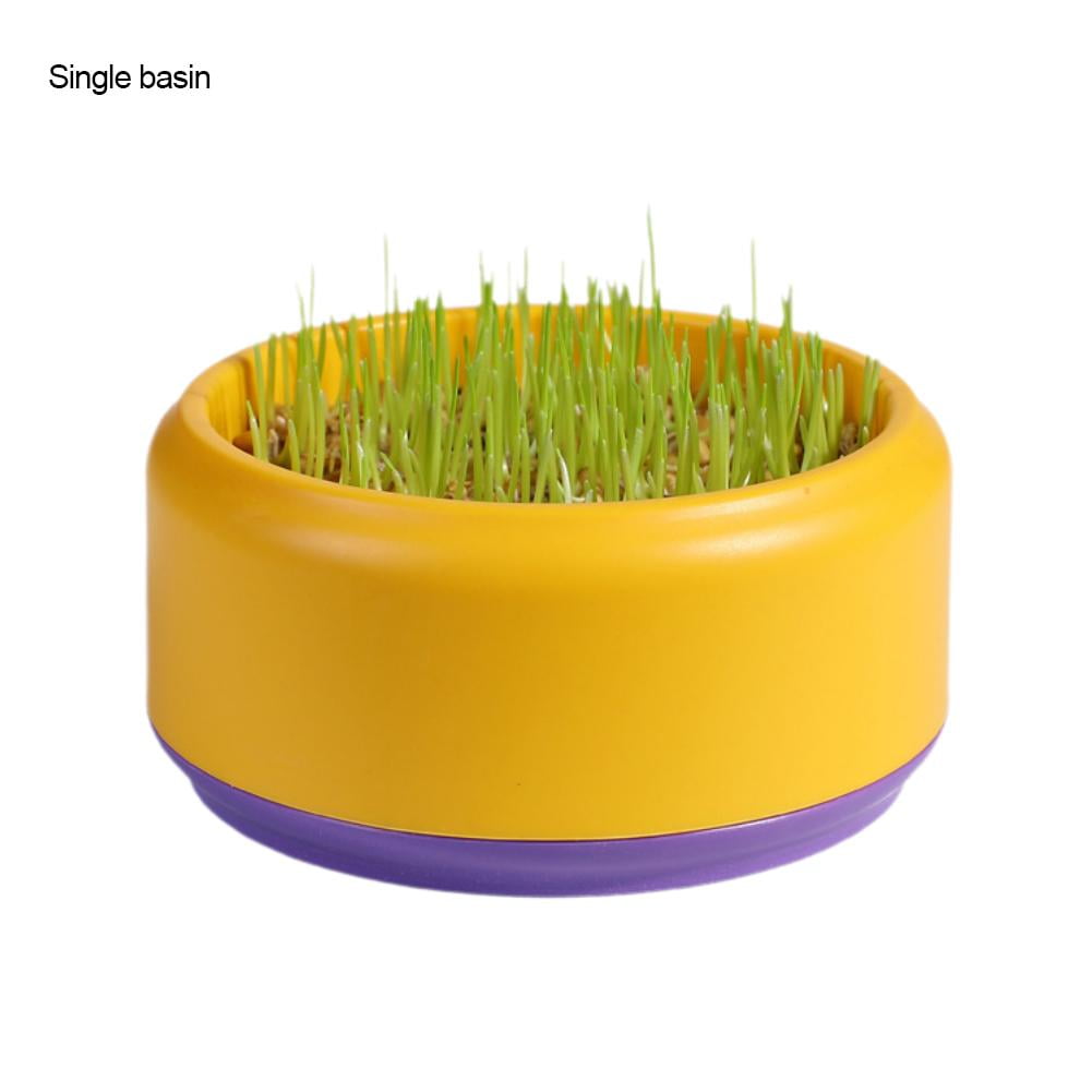 Organic Wheat Grass 6000 Seeds Cat/rabbit/dog/bird/turtle Organic Wheat Grass 6000 Seeds Cat/rabbit/dog/bird/turtle
