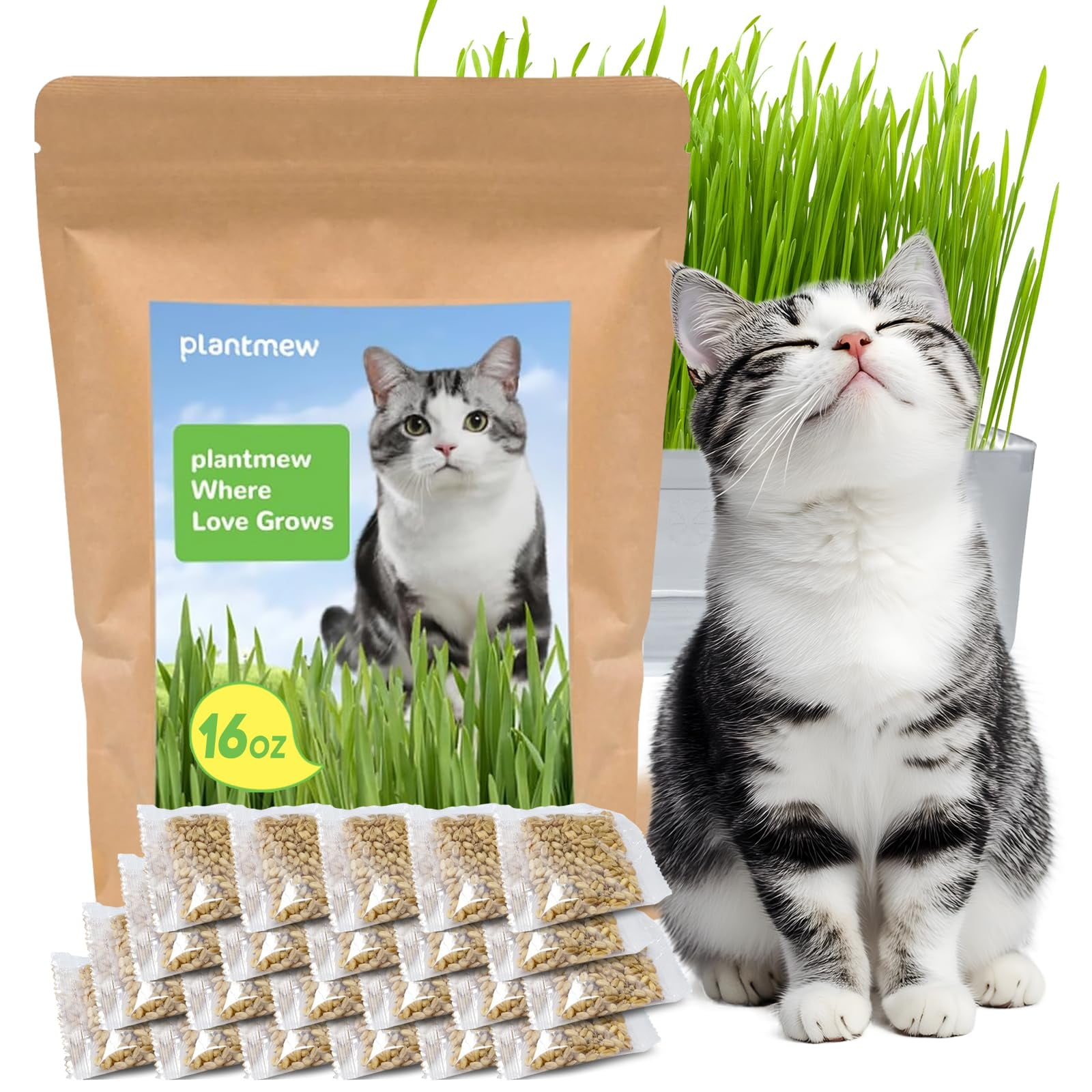 Cat Grass Seeds for MMF7 Indoor Cats Quick & Easy to Grow, Ready to