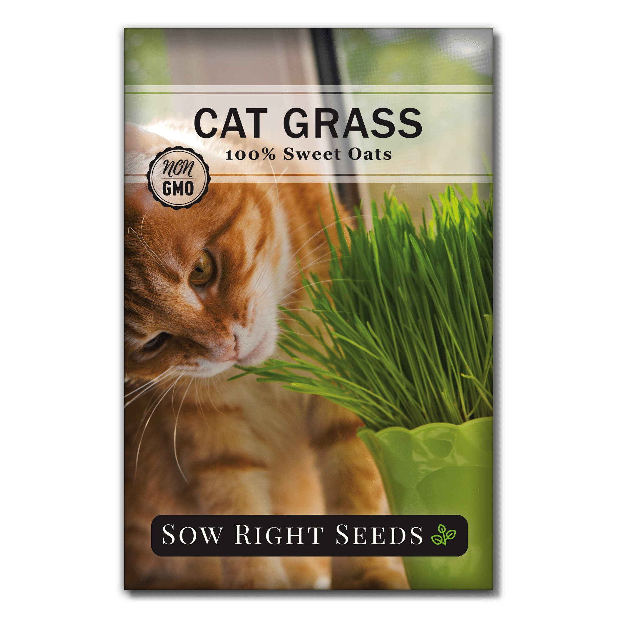 Cat Grass Seeds Non GMO Heirloom Varieties for Planting