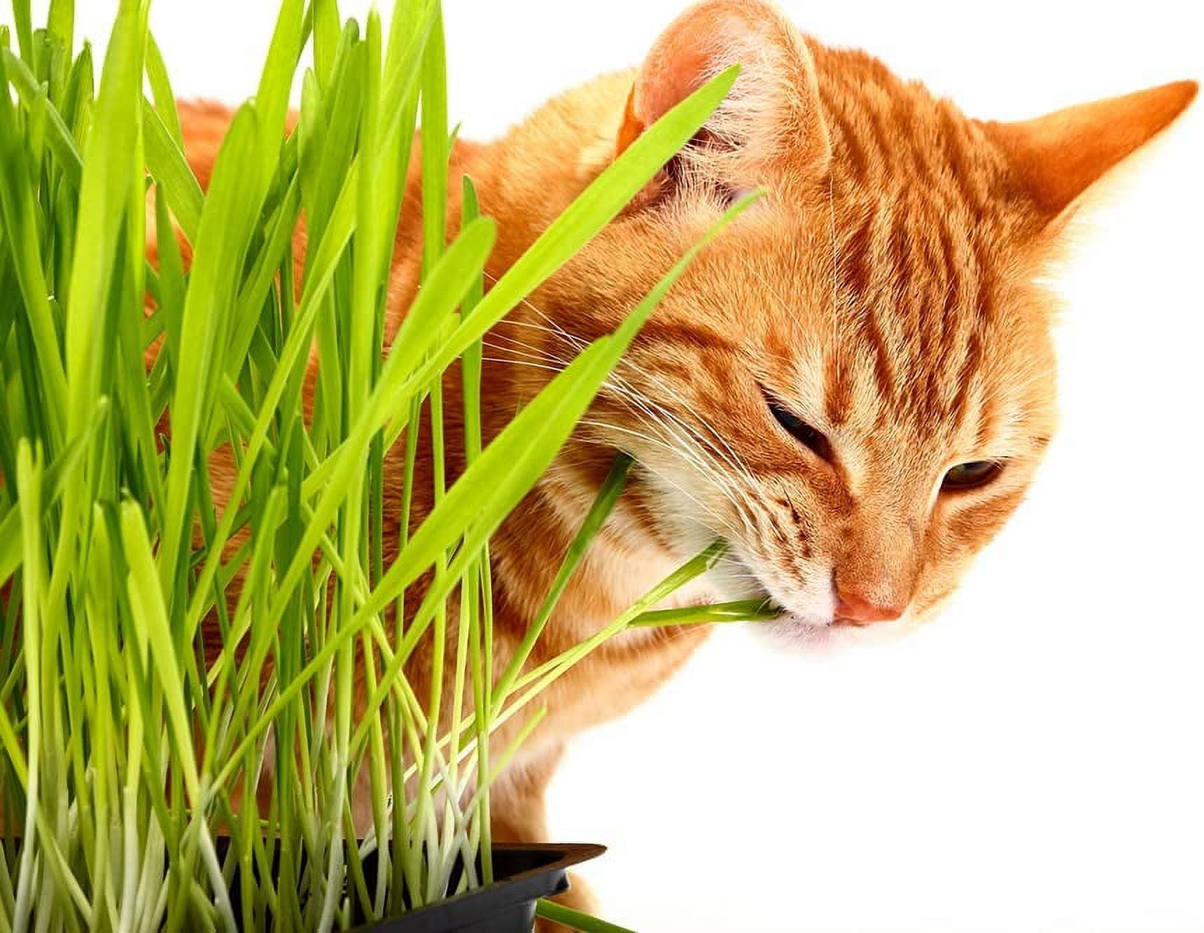 Cat Grass Seeds for Planting 1,000 Seeds Nutritious and Tasty Treat