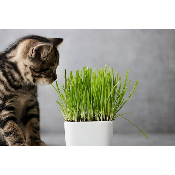 Cat Grass Seeds for Planting - 1 Lb of Seeds - Nutritious and Tasty Treat for Cats and Other Animals.