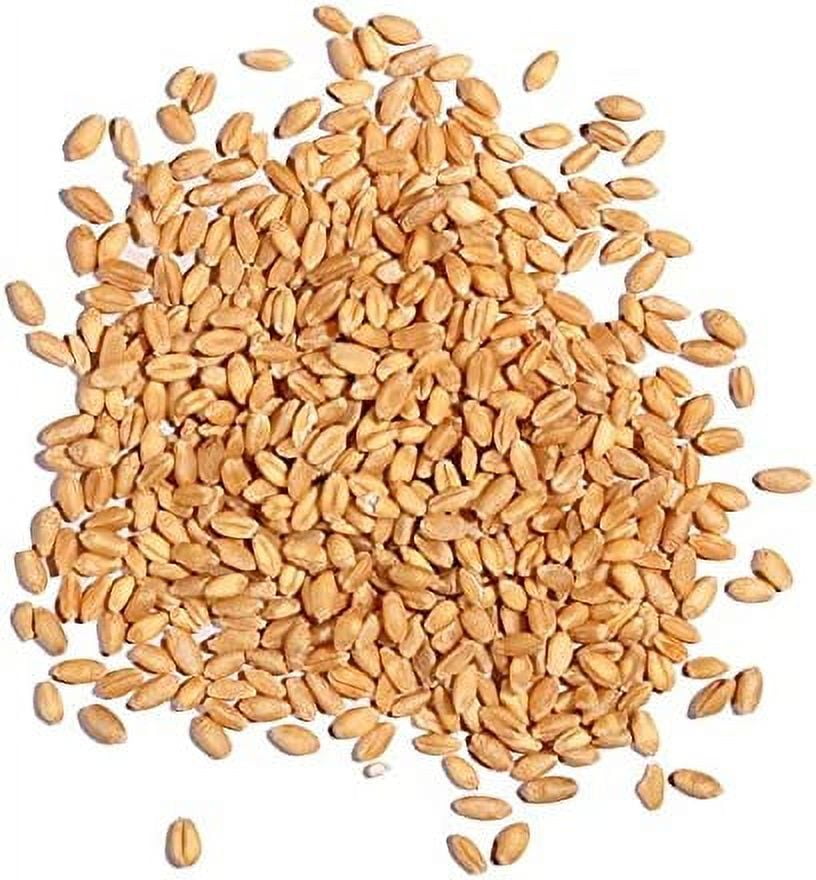 Cat Grass Seeds for Planting - 25 Pounds - Nutritious and Tasty Treat for Cats and Other Animals.