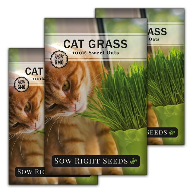 Cat Grass Seeds for Planting Non GMO Heirloom Varieties for your