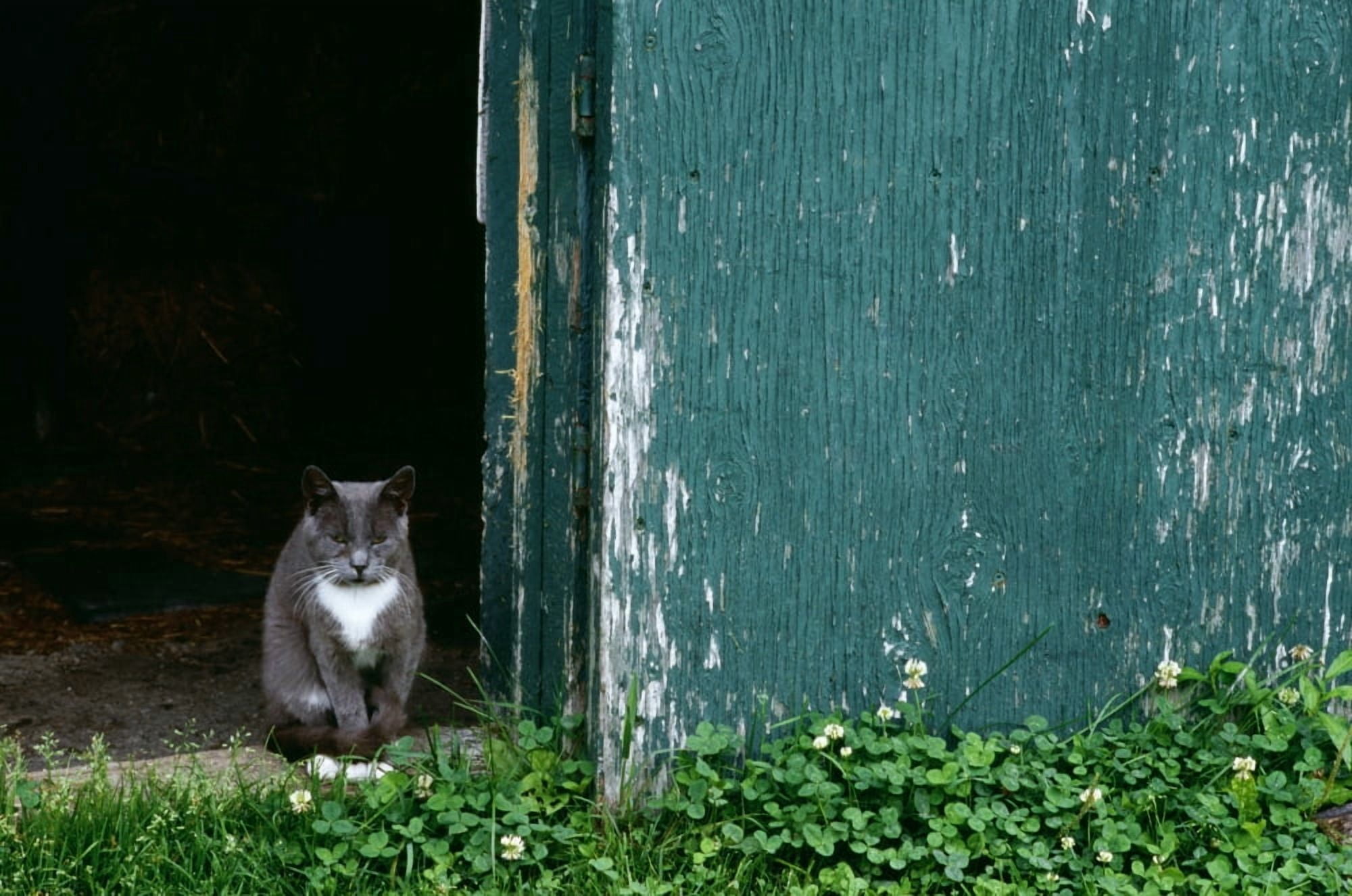 Cat In A Doorway Canvas Art - David Chapman Design Pics (17 x 11)