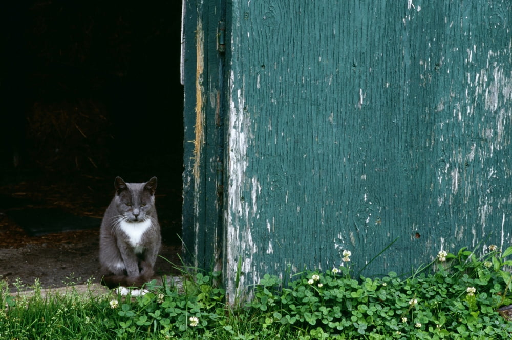 Cat In A Doorway Canvas Art - David Chapman Design Pics (34 x 22)
