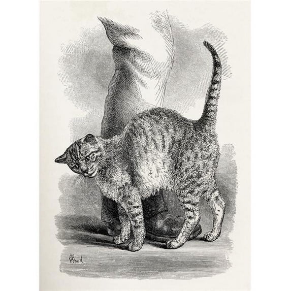 Cat In An Affectionate Frame of Mind Illustration by Mr Wood From the Book the Expression of the Emotions In Man & An Poster Print - 12 x 17