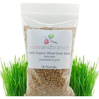 Dwarf Hair Grass Seeds - 50 Seeds - Aquarium Grass - Ox Hair Grass