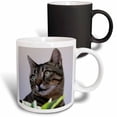 thumbnail image 1 of 3drose, Cat Portrait - Animal, Moggie, Tabbies, Tabby Cat, Cat, Cats, Cute, 11oz Magic Transforming Mug, 1 of 7