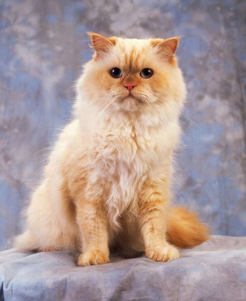 Cat Portrait Of A Cat Canvas Art - The Irish Image Collection Design Pics (26 x 34)
