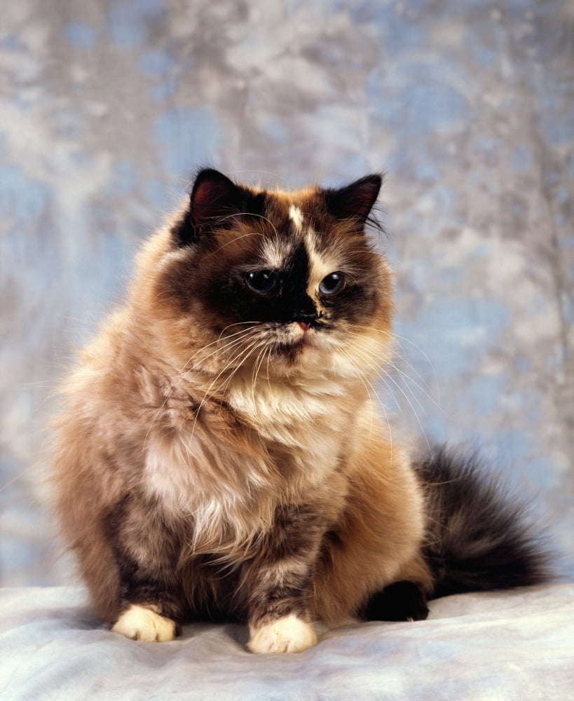 Cat Portrait Of A Cat Canvas Art - The Irish Image Collection Design Pics (26 x 34)