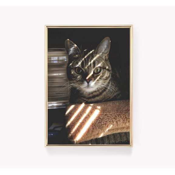 Cat Portrait Wall Art Print, Light And Shadow Feline Beauty Home Decor