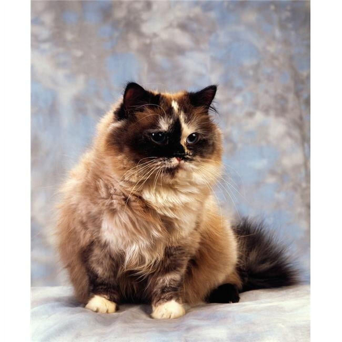 Cat Portrait of A Cat Poster Print by The Irish Image Collection