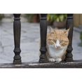 thumbnail image 1 of Cat Sitting Between Railings Poster Print, Large - 34 x 22, 1 of 1