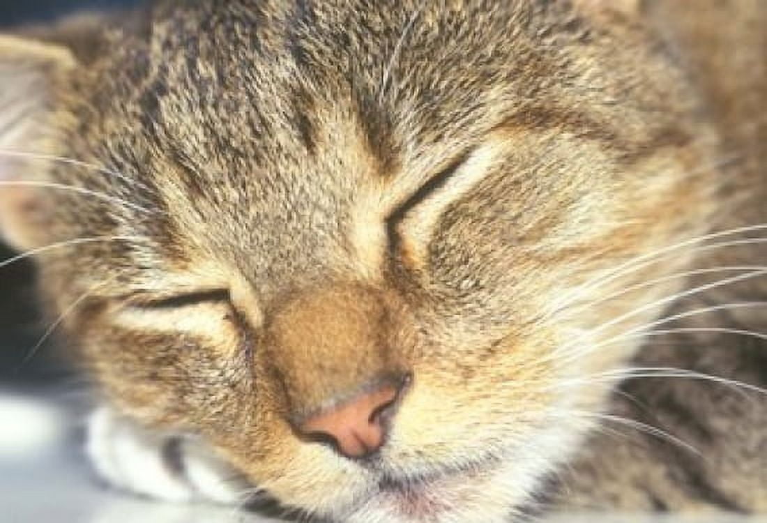 Cat Sleeping Canvas Art - Rob Tilley DanitaDelimont (22 x 15)