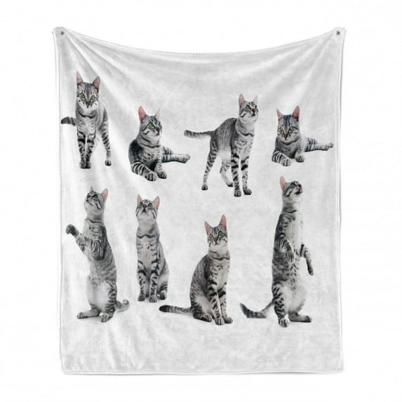 Cat Soft Flannel Fleece Throw Blanket, Collage of a Inquisitive Striped Shorthair Furry Playful Pussy Posing Art Print, Cozy Plush for Indoor and Outdoor Use, 60" x 80", Grey White, by Ambesonne