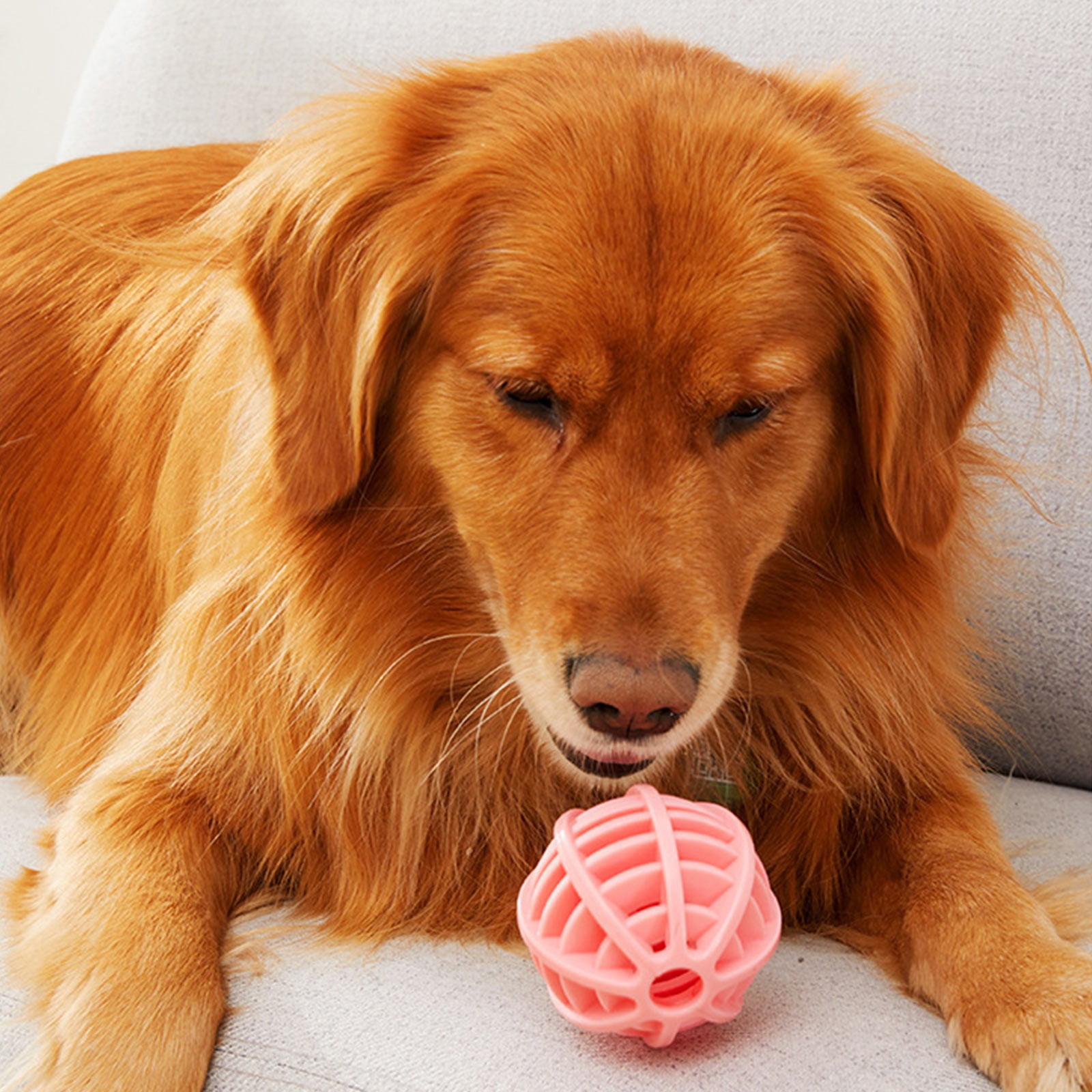 Cat Squeakers Dumplings Plush Dog Large Breed Pet Toys Dog Bouncy Ball