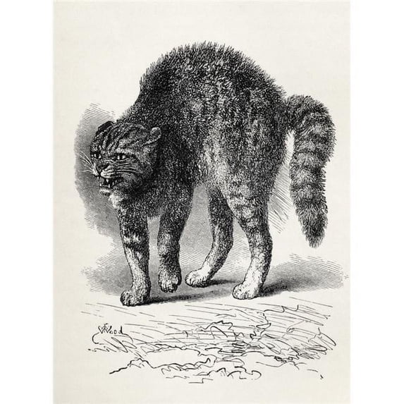 Cat Terrified At A Dog Illustration From Life by Mr Wood From the Book the Expression of the Emotions In Man & Anima 2 Poster Print - 24 x 34