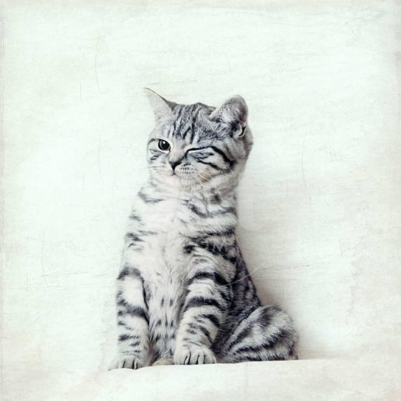 Cat Winks, Animals Unframed Photographic Print Wall Art by Nadia Attura Sold by ArtCom