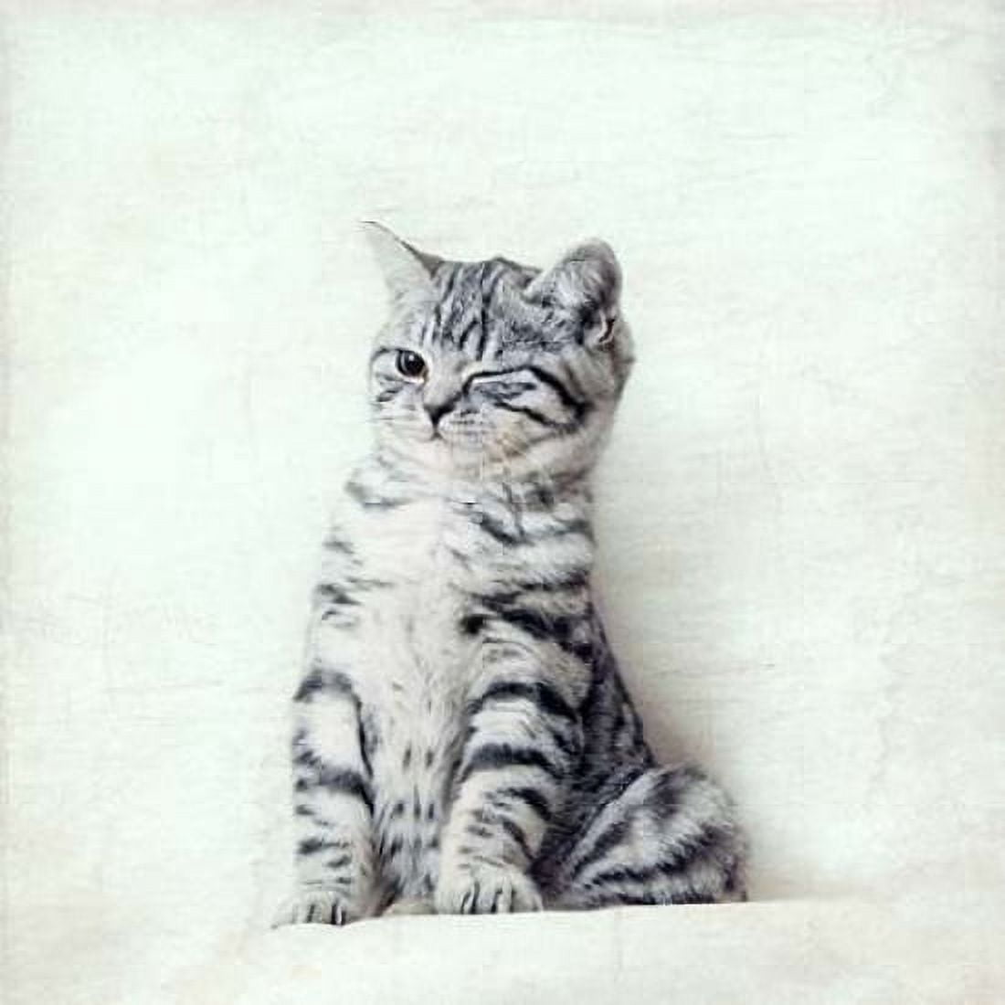 Cat Winks Canvas Art - Nadia Attura (24 x 24)