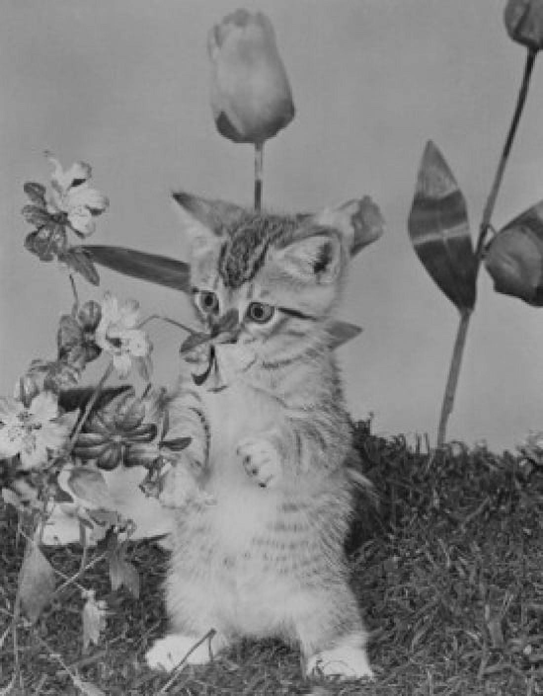 Cat among flowers Canvas Art - (24 x 36)