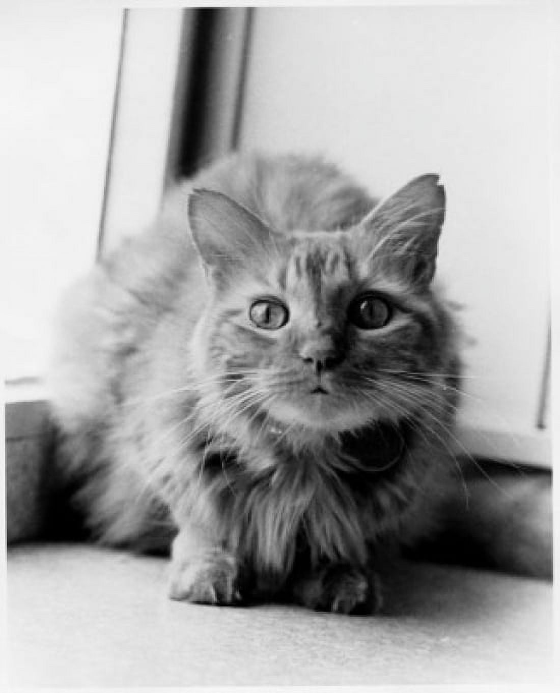 Cat backed into a corner Canvas Art - (18 x 24)
