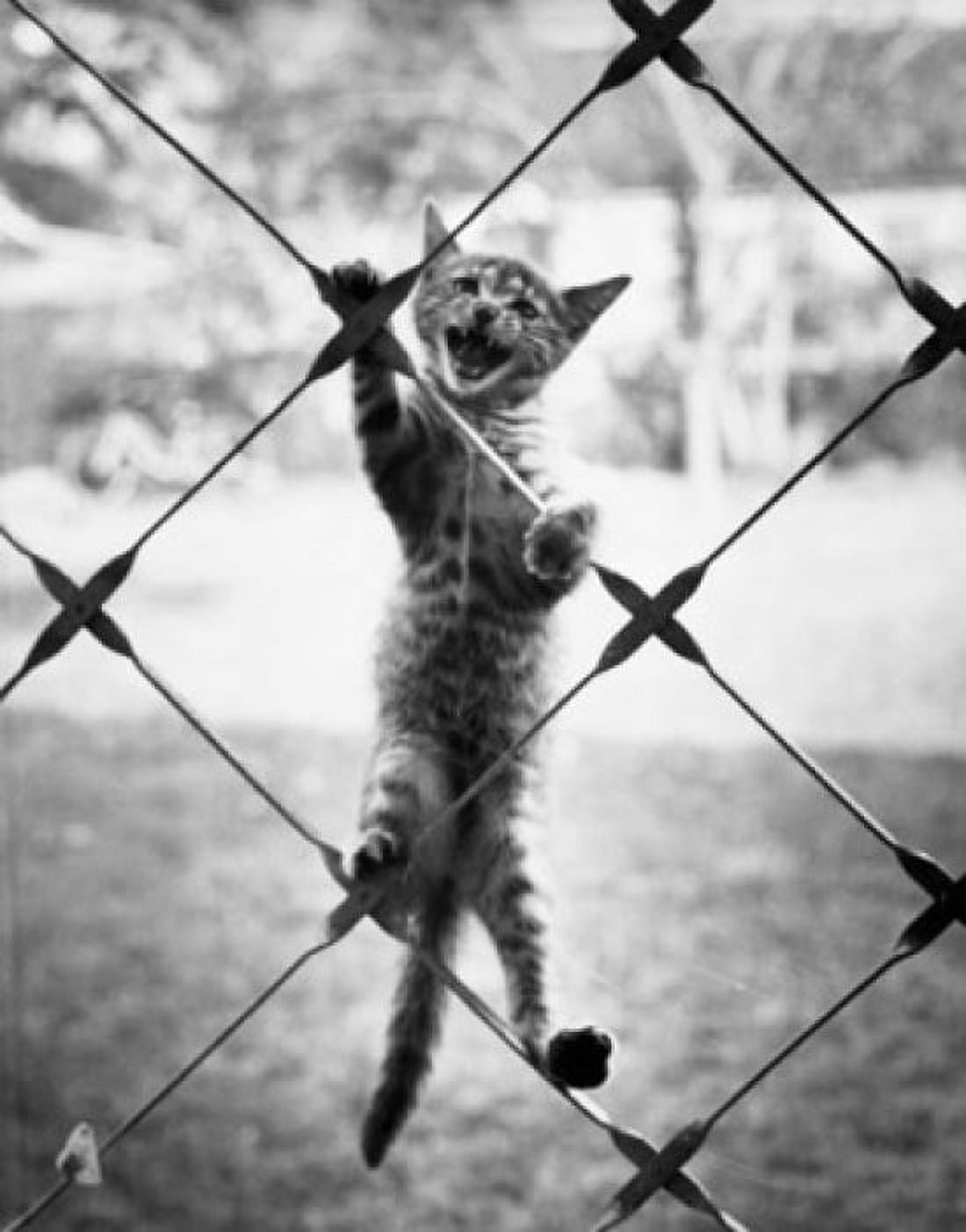 Cat climbing a chain-link fence Canvas Art - (18 x 24)