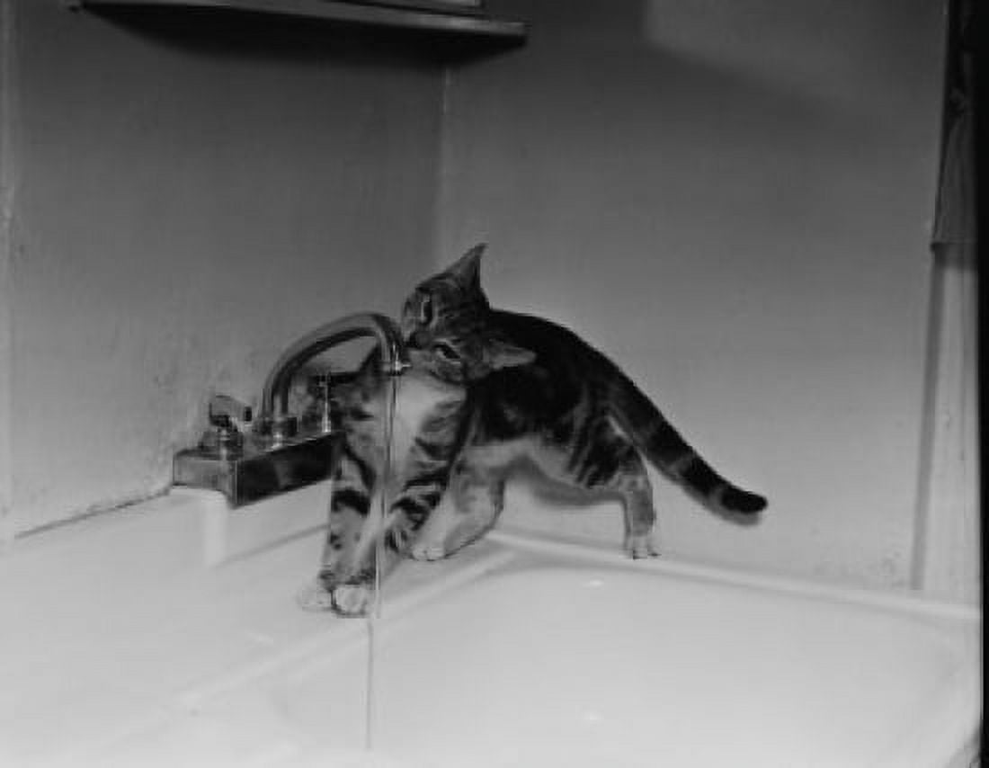 Cat drinking from faucet Canvas Art - (24 x 36)