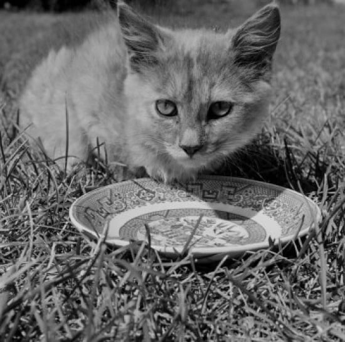 Cat drinking from plate Canvas Art - (24 x 36)