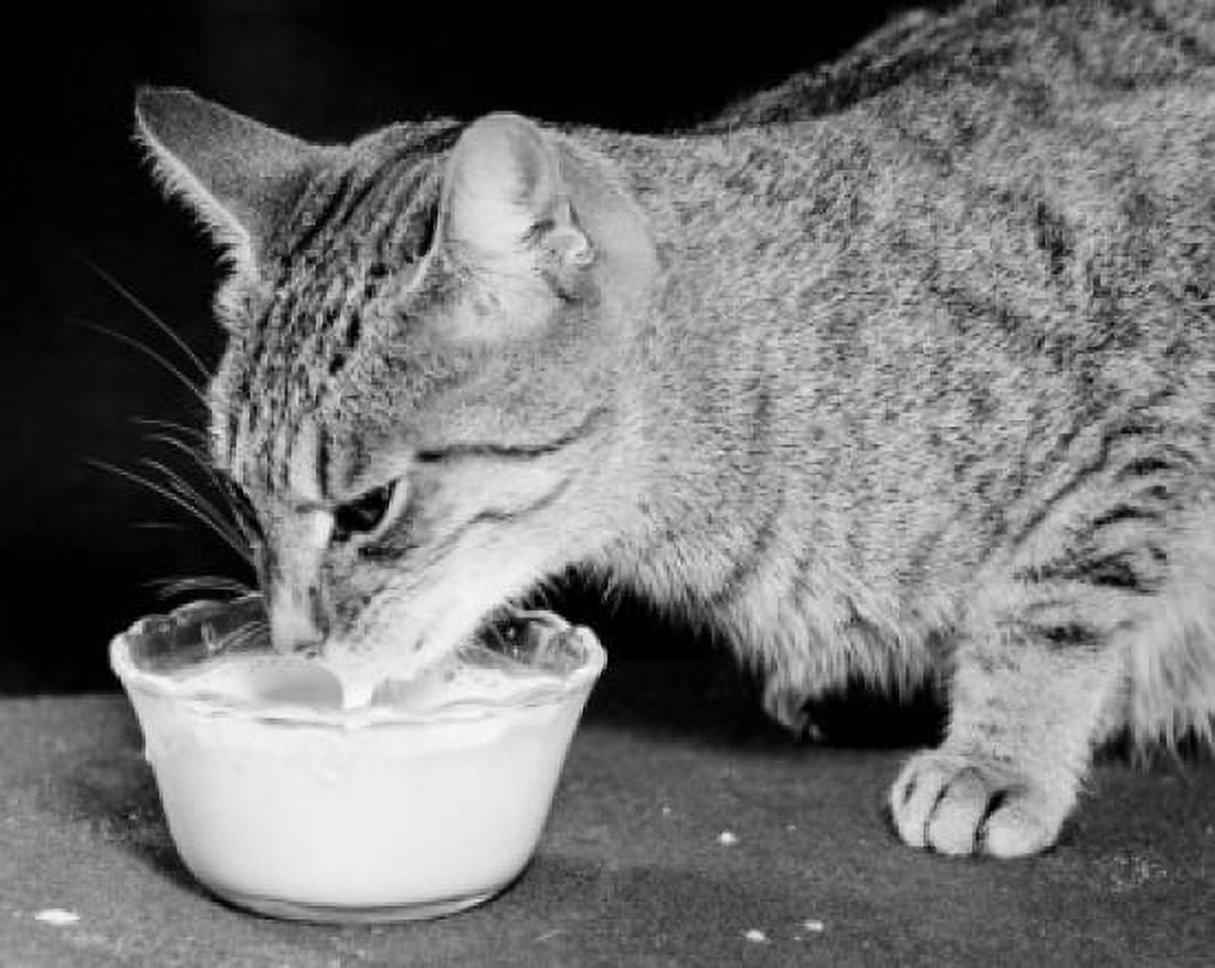 Cat drinking milk from a bowl Canvas Art - (18 x 24)