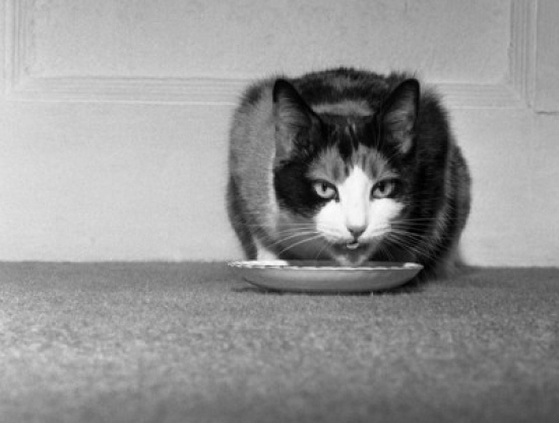 Cat eating and looking at camera Canvas Art - (24 x 36)