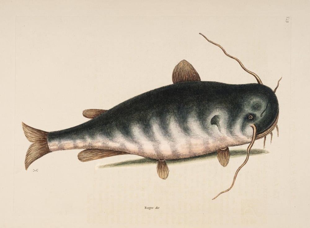 Cat-fish Canvas Art - Mark Catesby (24 x 36)