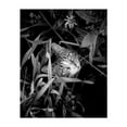 thumbnail image 1 of Cat in the Garden - Photography Cat Black and White Nature Wildlife Floral Garden Moody Unframed Wall Art Print 18 x 24 inches, 1 of 13