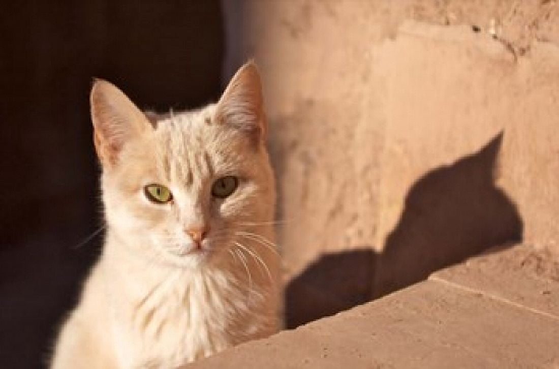 Cat inside kasbah de Taourirt same clay color Canvas Art - Michele Molinari DanitaDelimont (37 x 25)