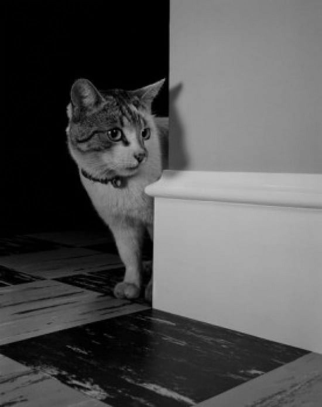 Cat looking from corner Canvas Art - (18 x 24)