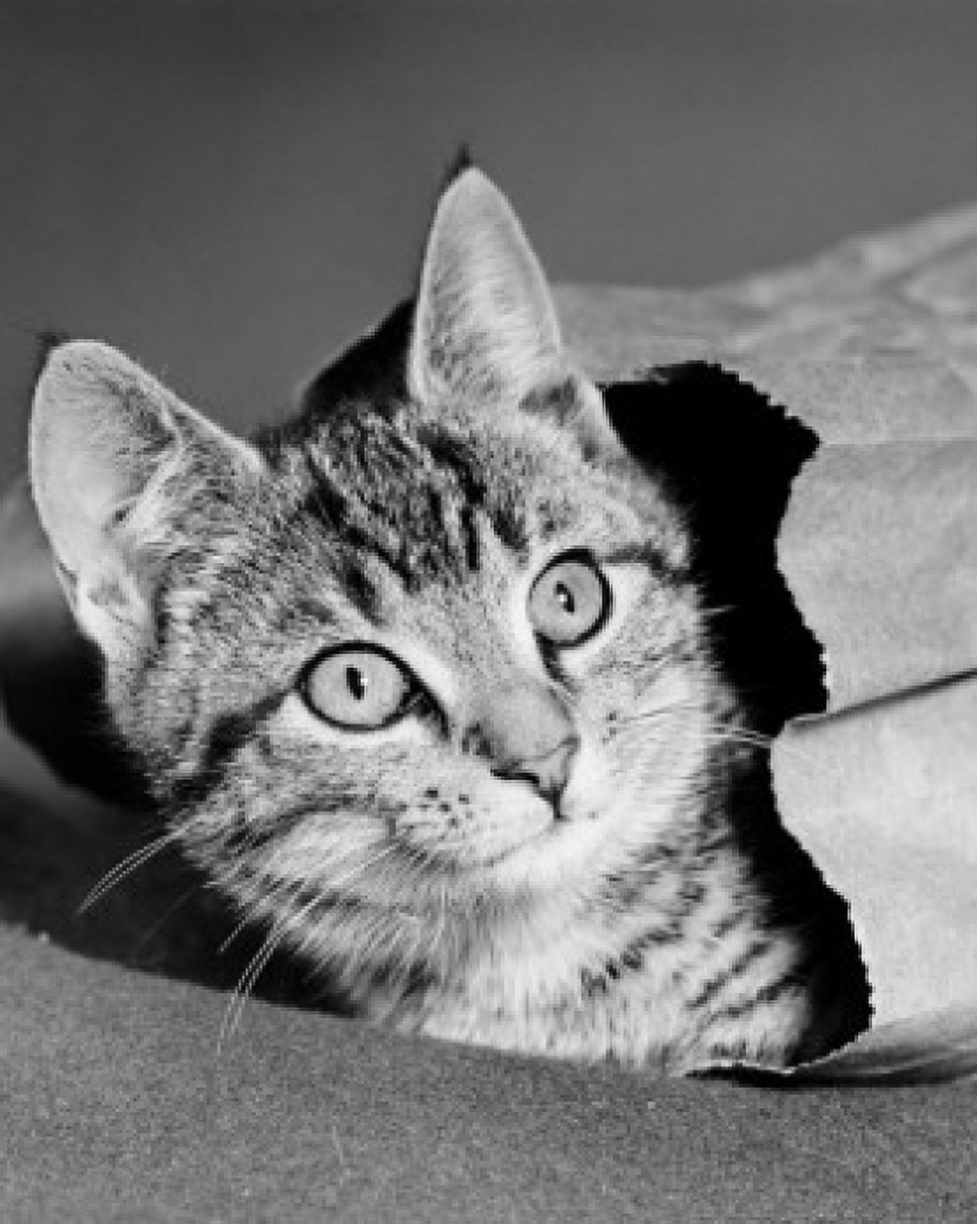 Cat lying in a paper bag Canvas Art - (24 x 36)