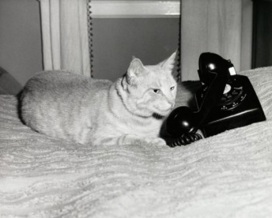 Cat lying in bed with a telephone Canvas Art - (18 x 24)