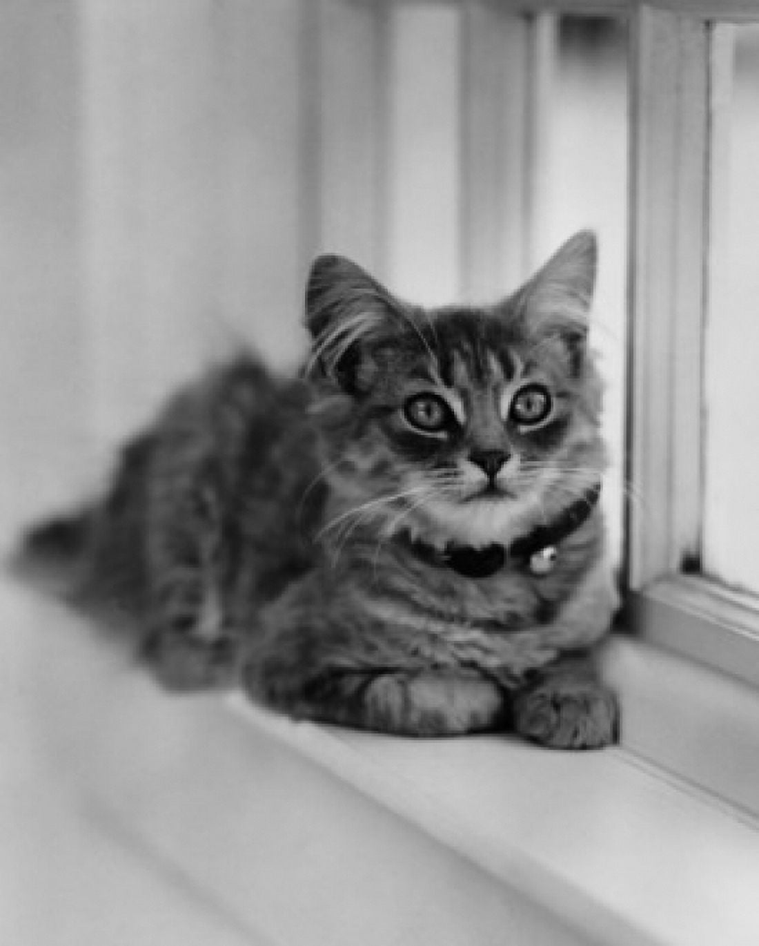 Cat lying on a windowsill Canvas Art - (24 x 36)