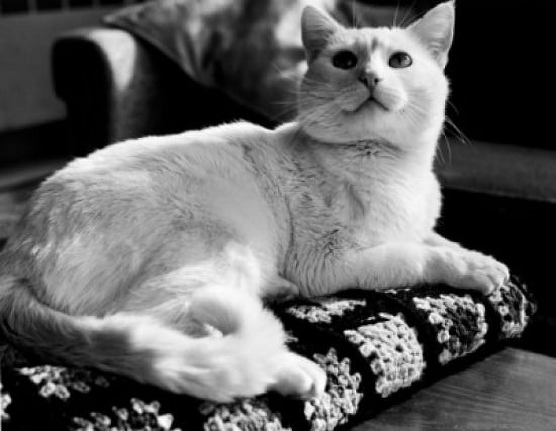 Cat lying on cushion and looking up Canvas Art - (24 x 36)