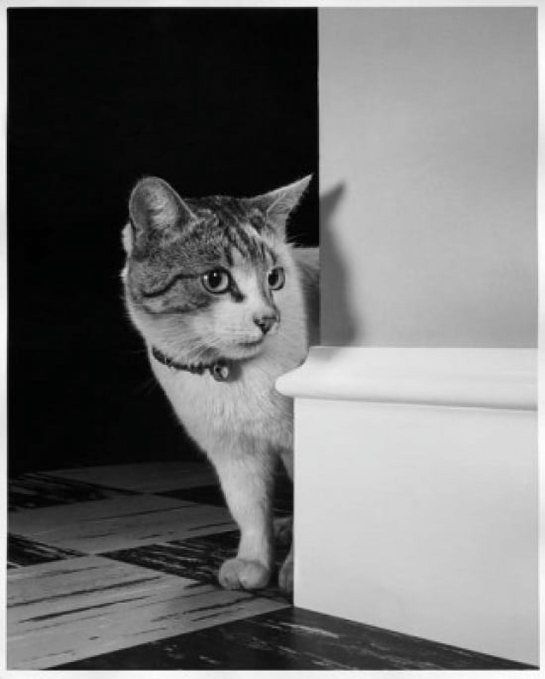 Cat peeking around a corner Canvas Art - (18 x 24)