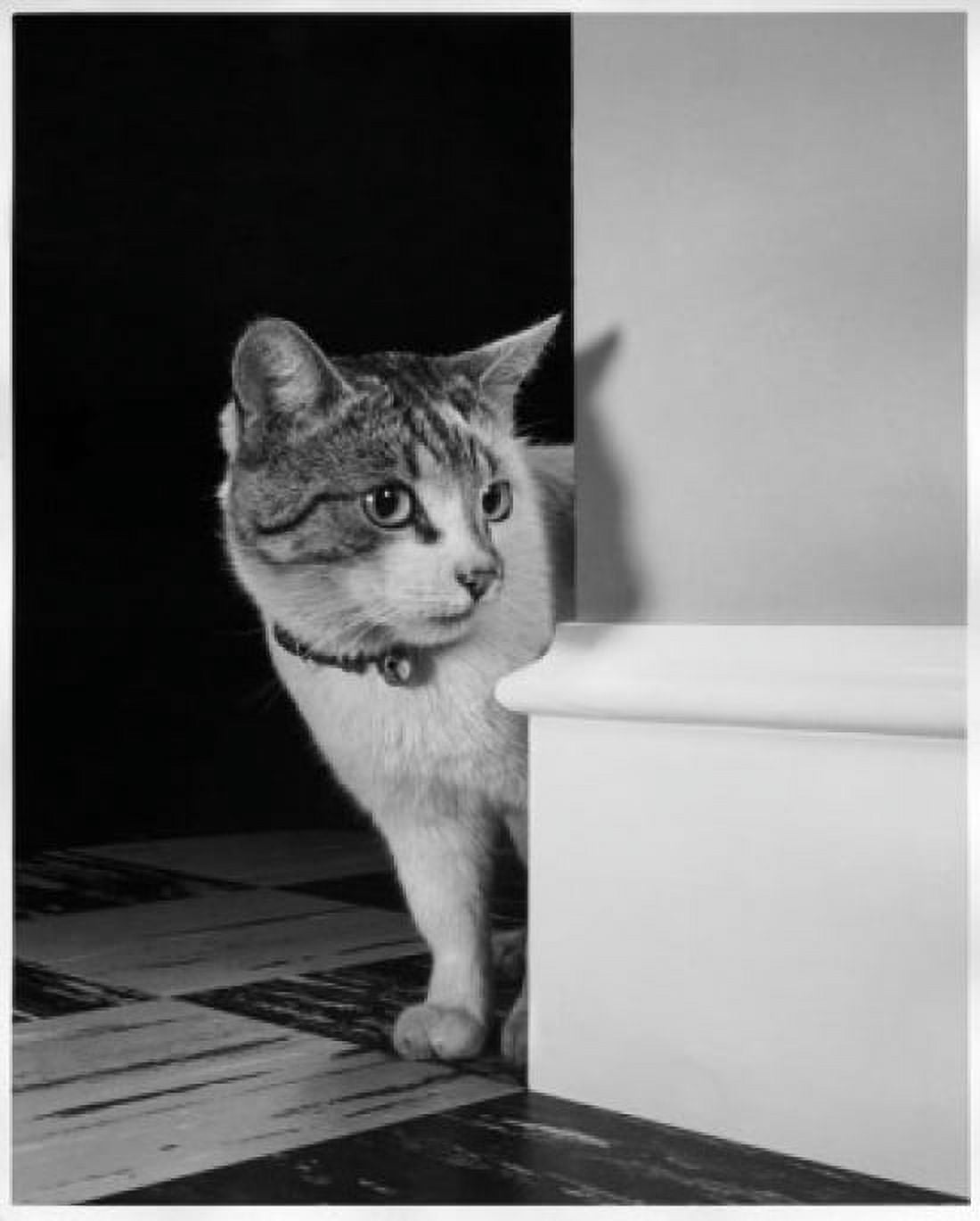 Cat peeking around a corner Canvas Art - (24 x 36)