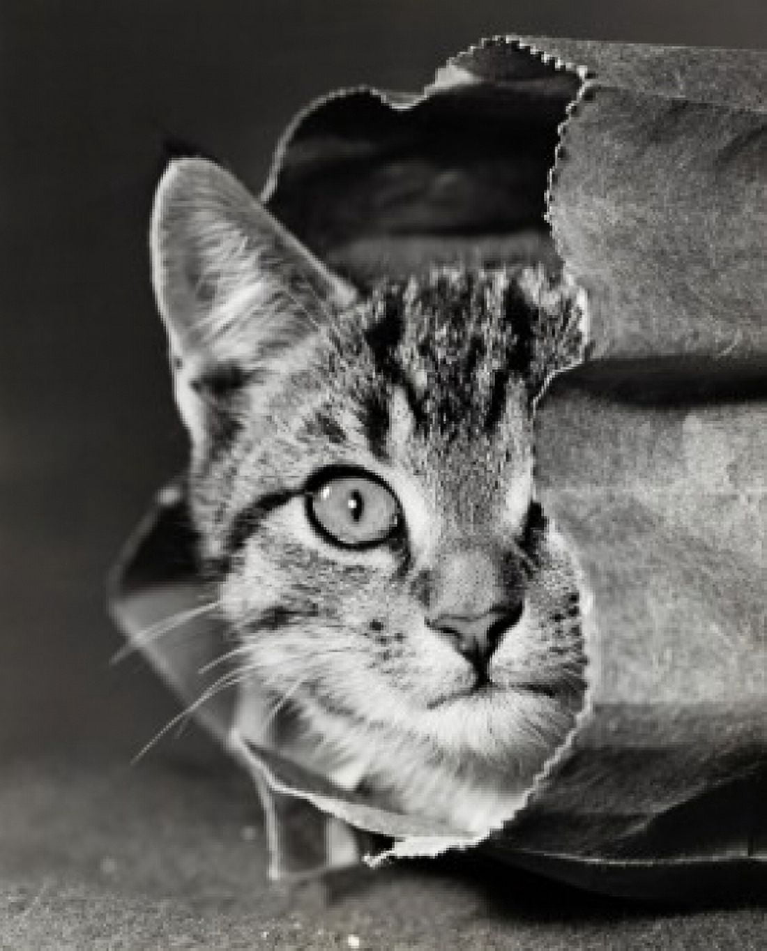 Cat peeking out of a paper bag Canvas Art - (18 x 24)