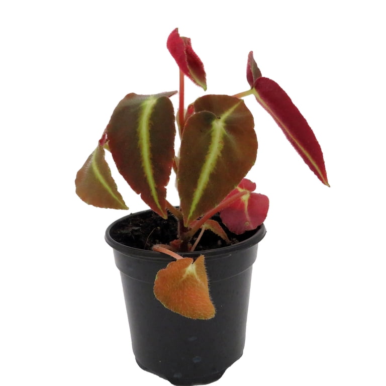 live pothos plant Pearls and Jade Pothos
