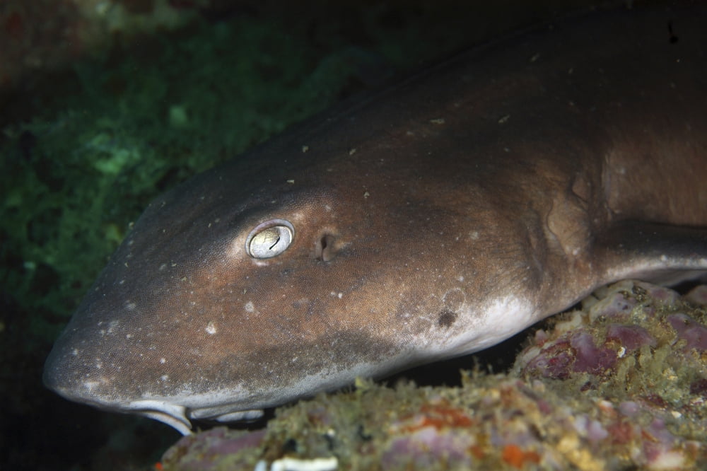 Cat shark sleeping Pulau Tioman Pahang Malaysia Canvas Art - Mathieu MeurStocktrek Images (18 x 12)