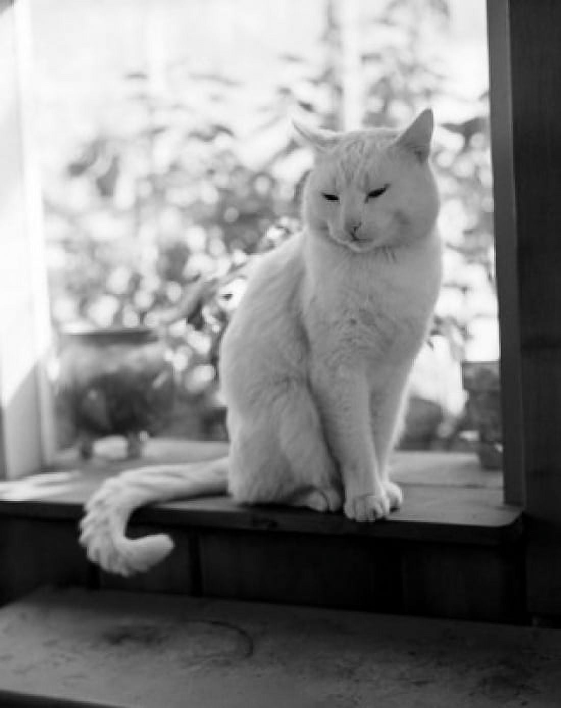 Cat sitting on window sill Canvas Art - (18 x 24)
