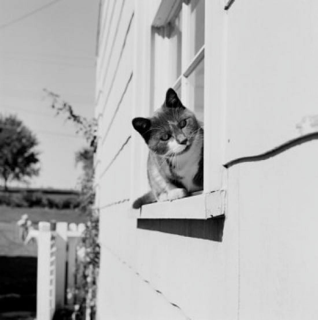 Cat sitting on windowsill Canvas Art - (18 x 24)
