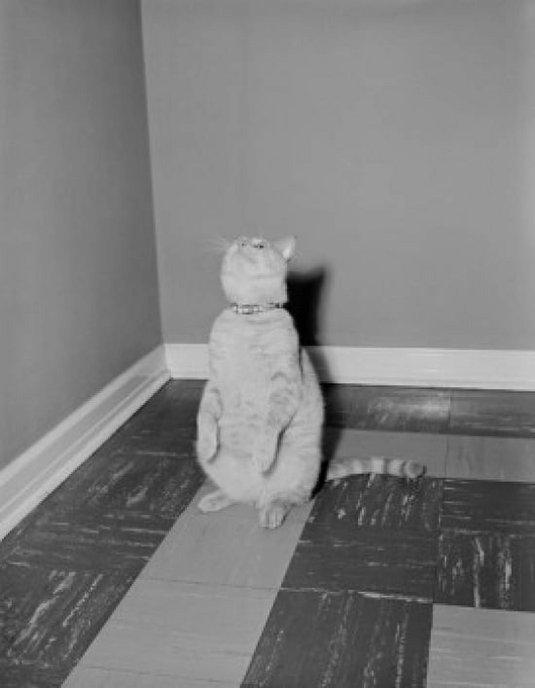 Cat standing on hind legs Canvas Art - (24 x 36)